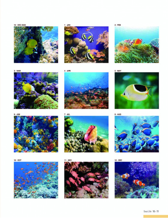 G05 바다 생물 Sea Life